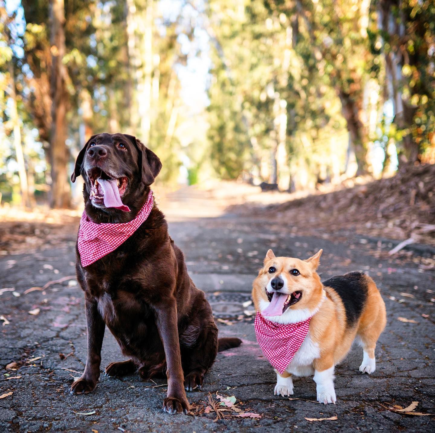 Indy & Buster